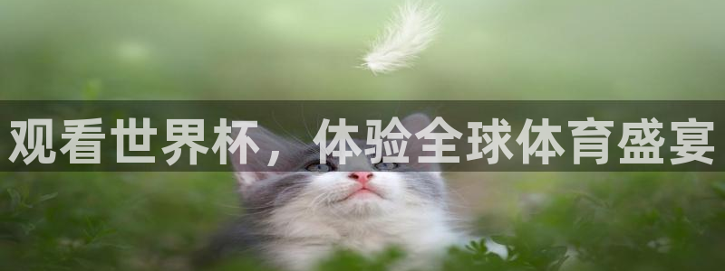 足球杯：观看世界杯，体验全球体育盛宴