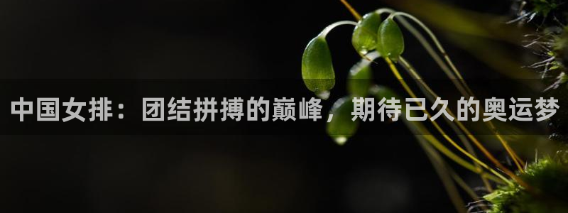 国际足联世界杯：中国女排：团结拼搏的巅峰，期待已久的奥运梦